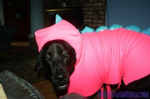 Halloween costume for big dogs